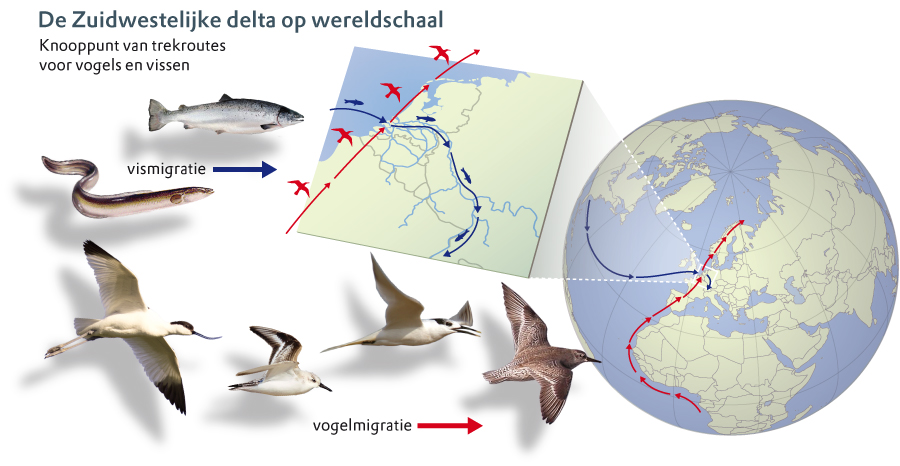 vogel en vismigratie